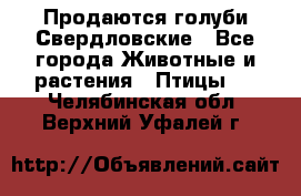 Продаются голуби Свердловские - Все города Животные и растения » Птицы   . Челябинская обл.,Верхний Уфалей г.